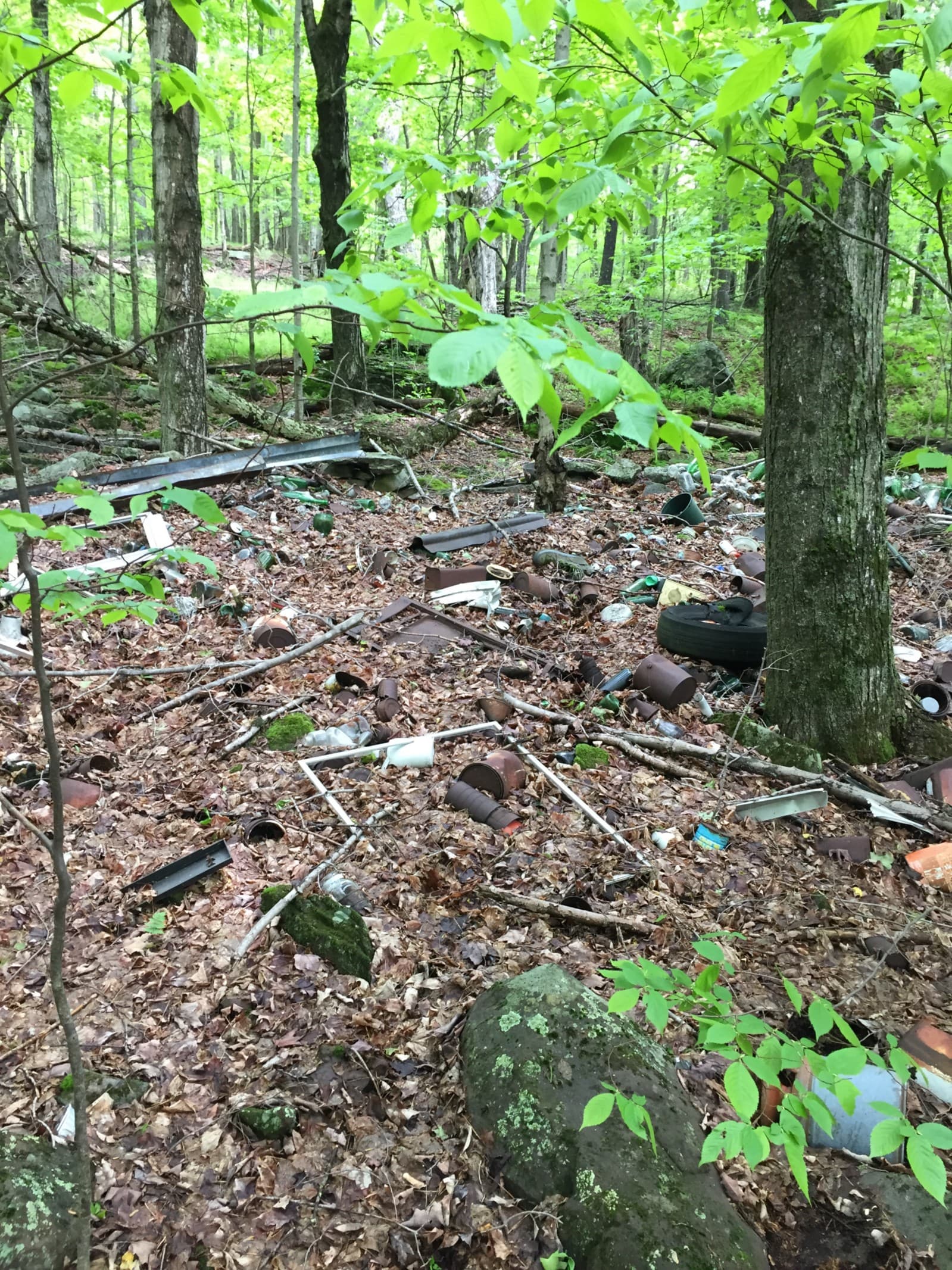 A photo of a forest